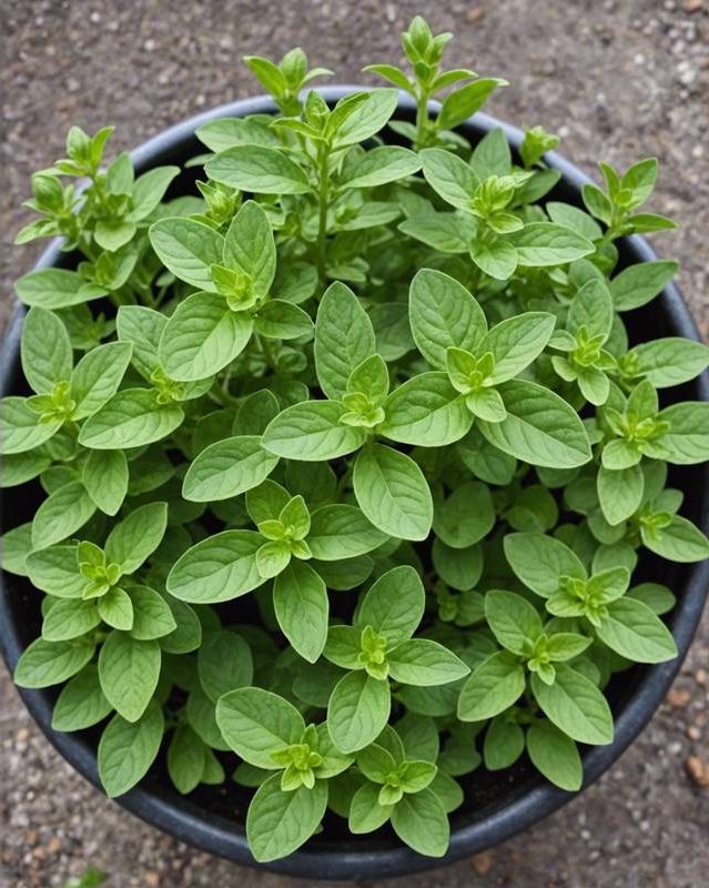 Growing Oregano in Pots