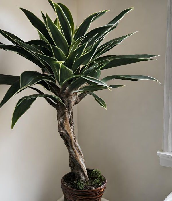 Growing a Rubber Tree Indoors