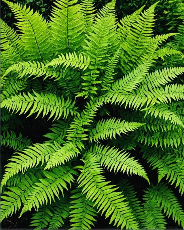 Ferns for Bathroom Humidity