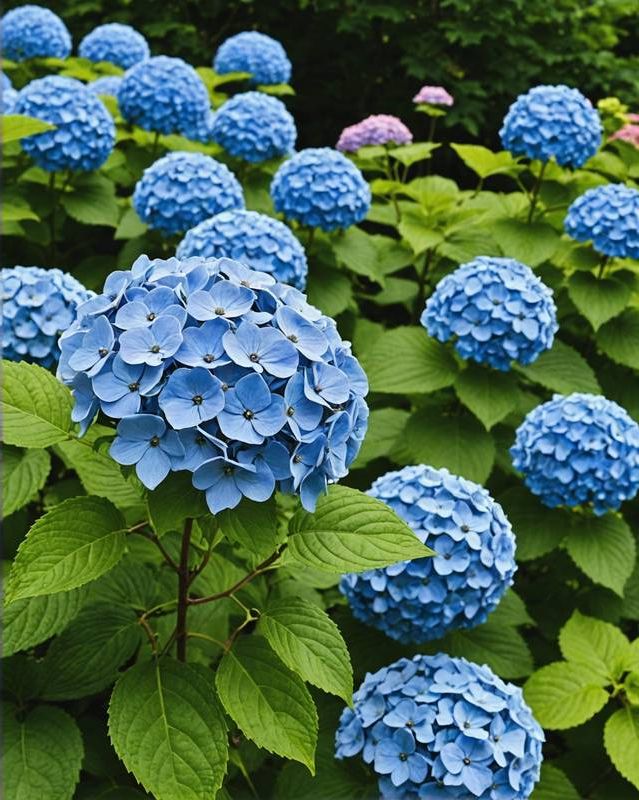 Hydrangea for Layered Garden Screens