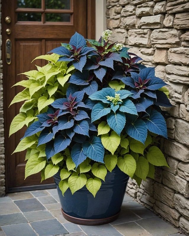 Single-Color Coleus Container Ideas