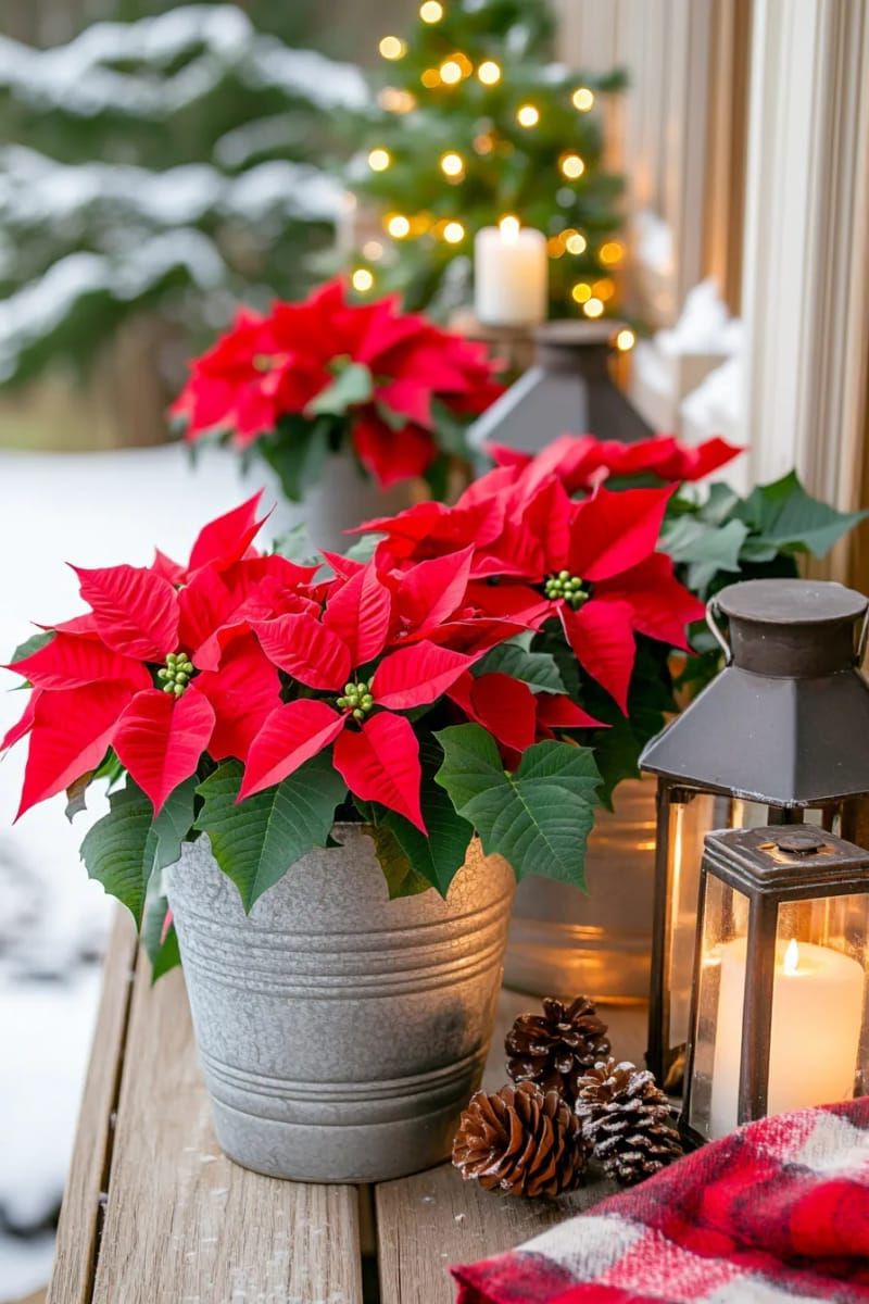 15. Red Poinsettias in Metal Buckets for Rustic Charm - photo 2