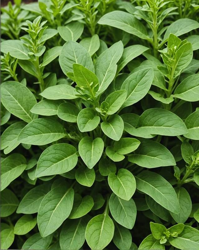 Growing Arugula in Shade