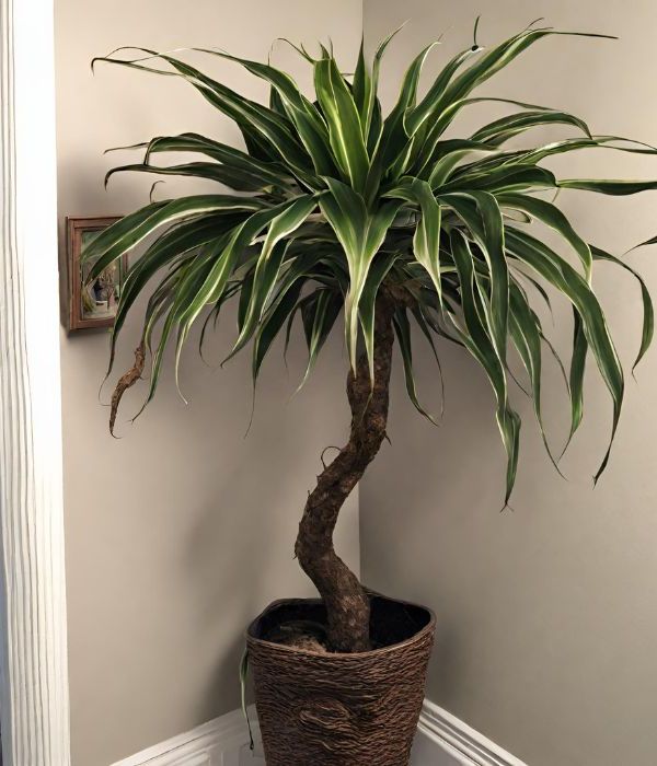 Dragon Tree Care Basics
