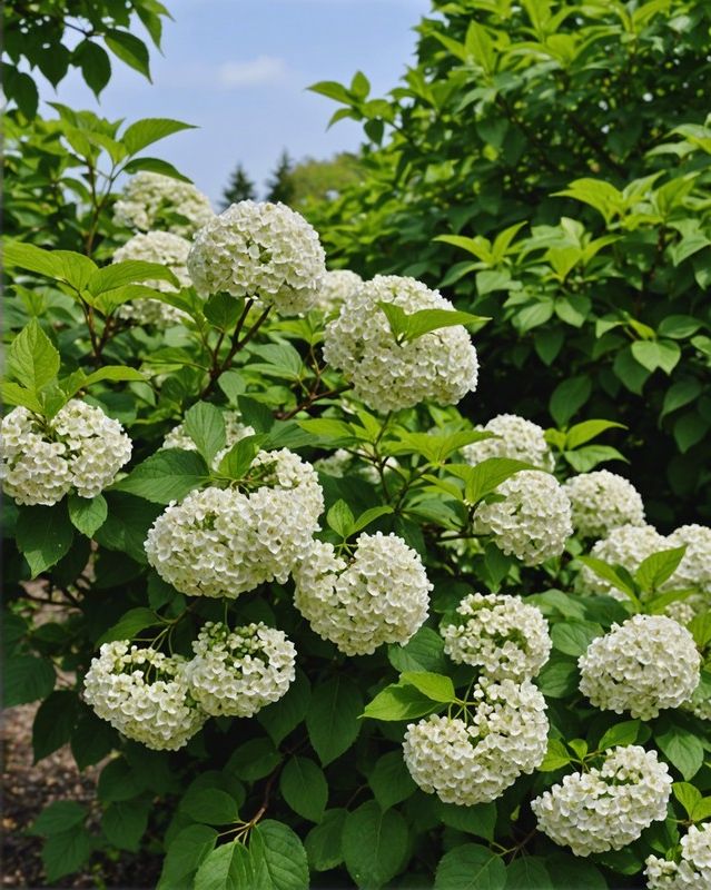 Viburnum Shrubs for Four-Season Interest