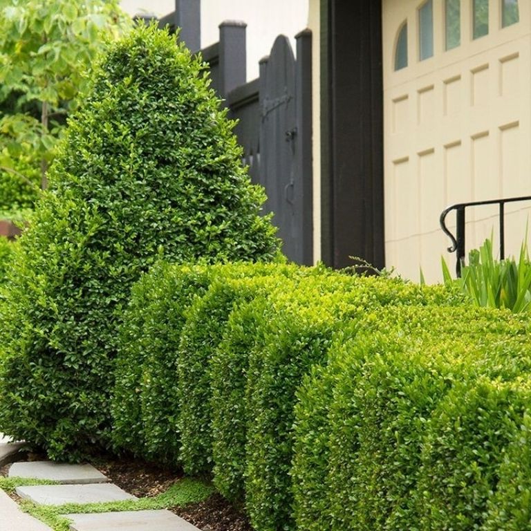 15+ Fresh Boxwood Landscaping Designs - photo 12
