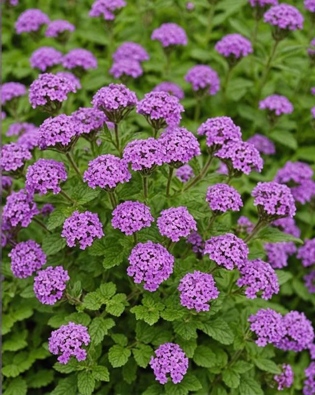 Verbena for Colorful Ground Cover