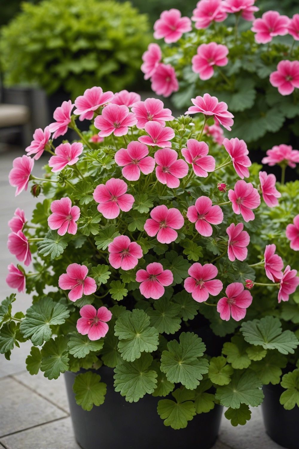 Geranium