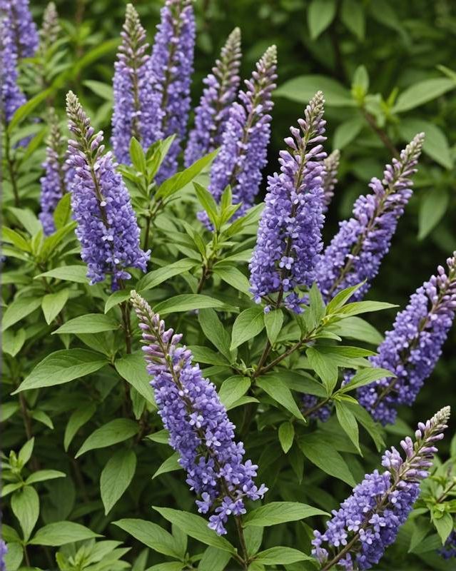 Vitex as a Flowering Privacy Shrub