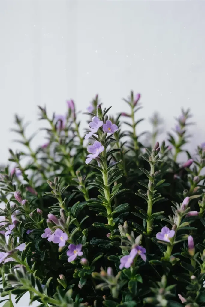 Pennyroyal for Mosquitoes