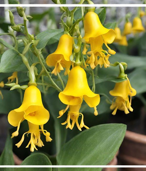 Golden Bells for Early Spring Color