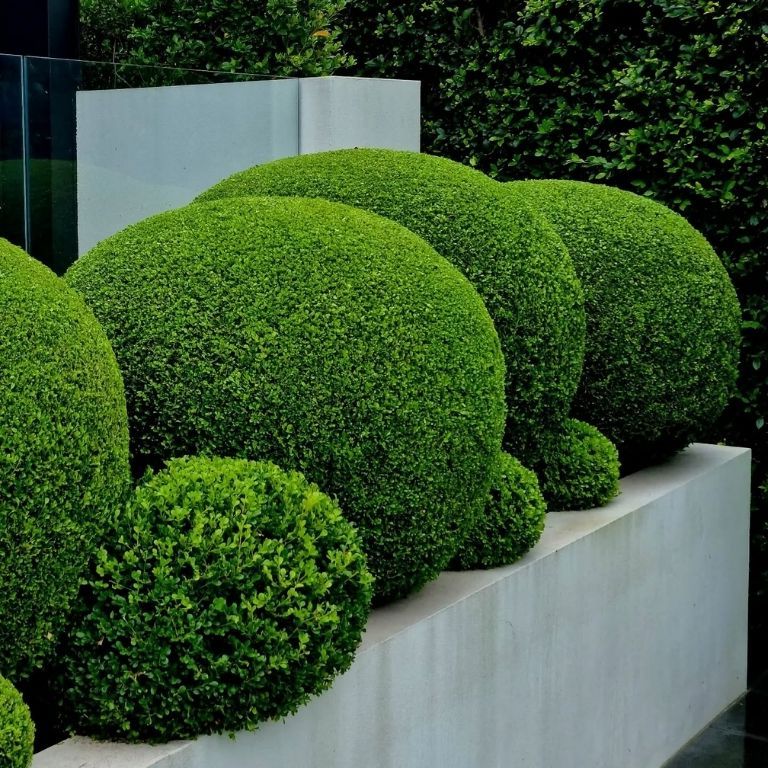 15+ Fresh Boxwood Landscaping Designs - photo 3