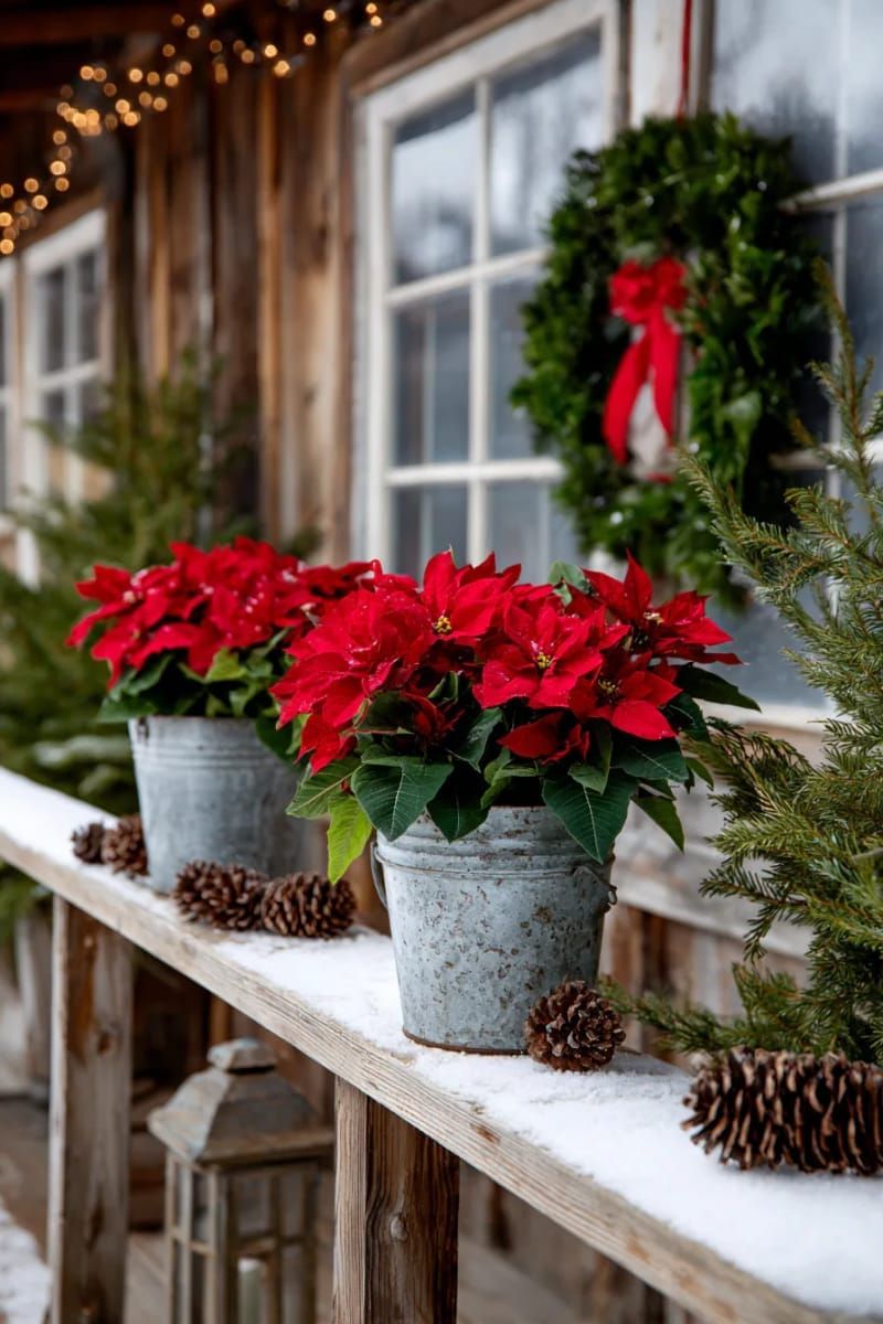 15. Red Poinsettias in Metal Buckets for Rustic Charm - photo 3