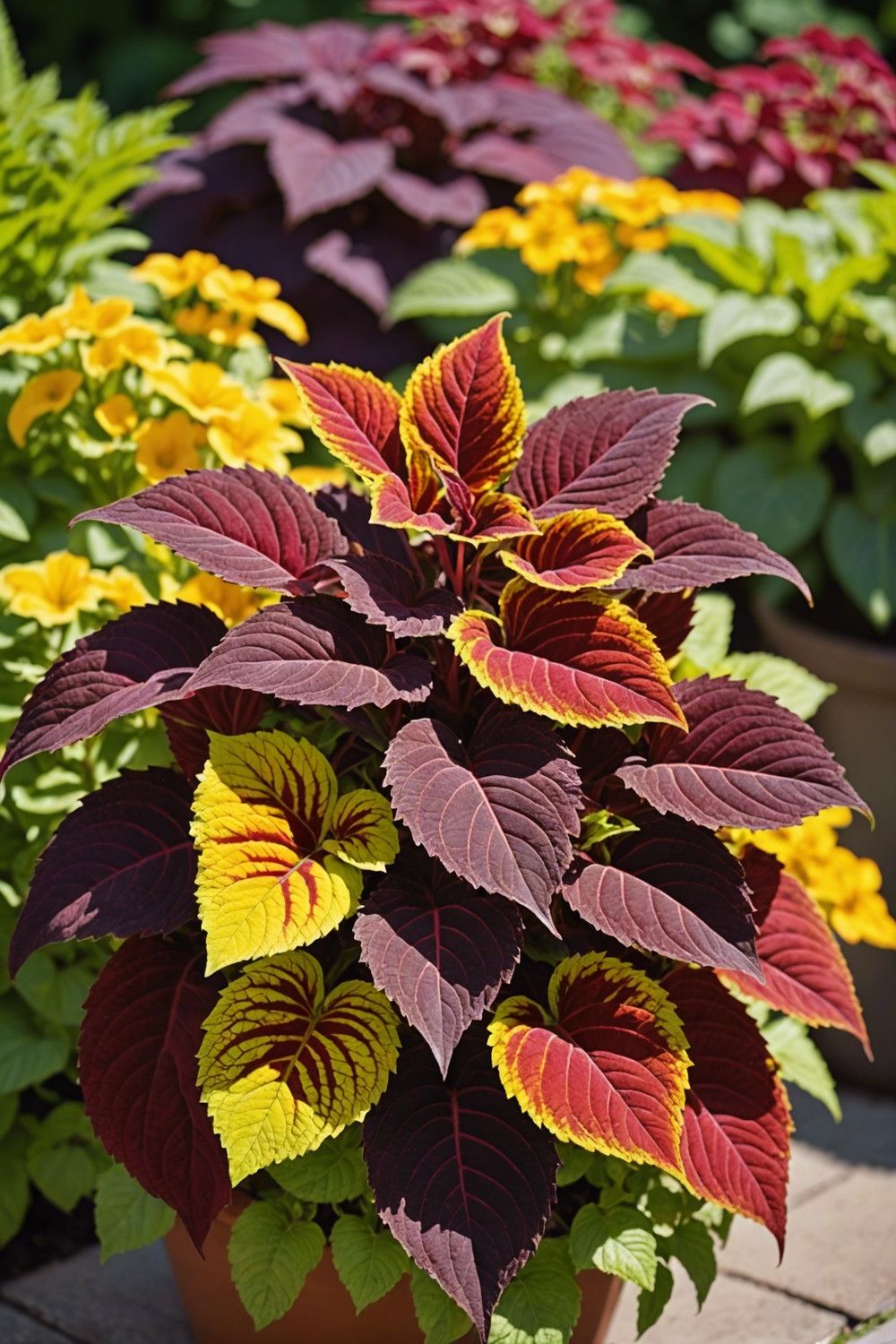 Coleus for Colorful Foliage