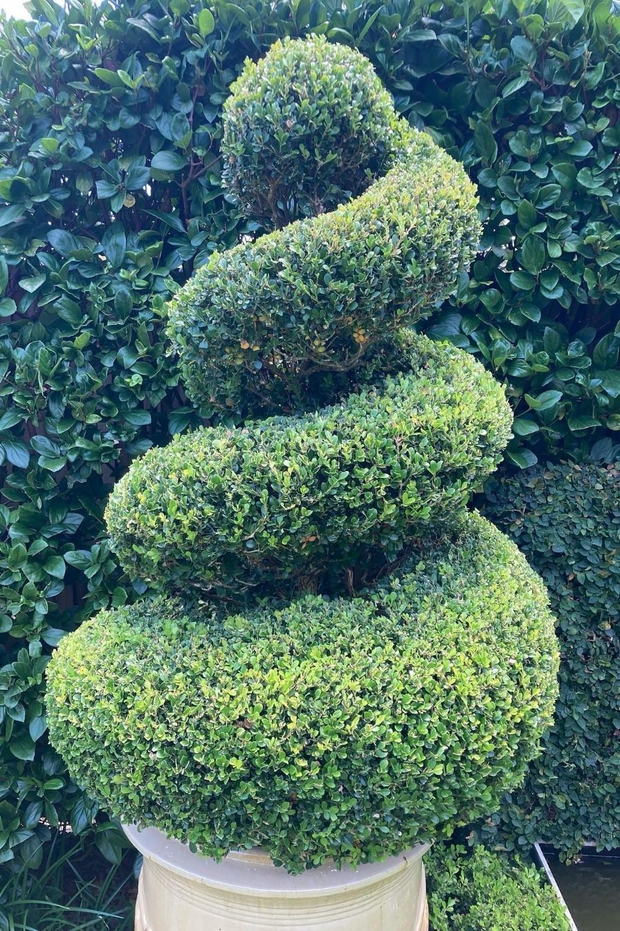 15+ Fresh Boxwood Landscaping Designs - photo 14