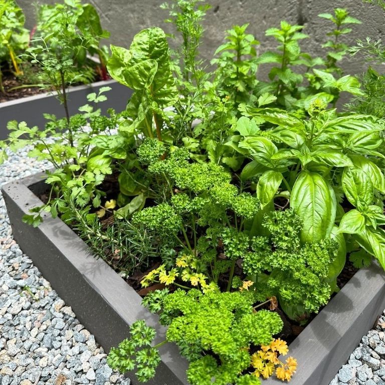 8. Cultivate Delicious Herbs in a Small Space
