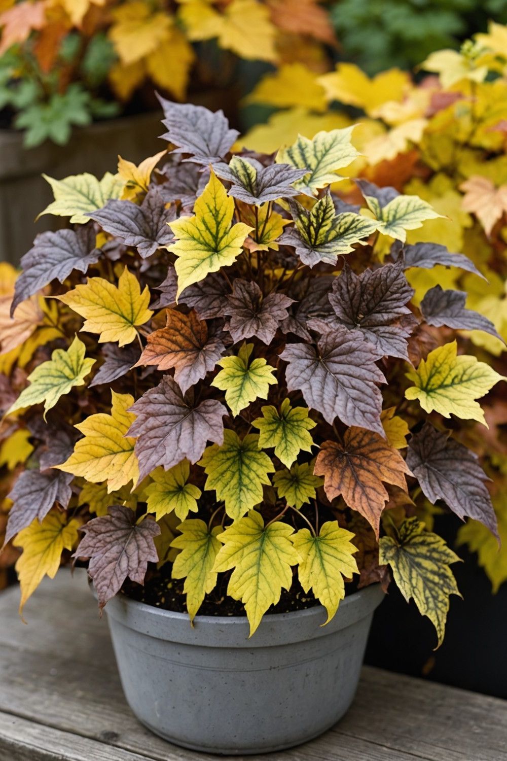 Heucherella