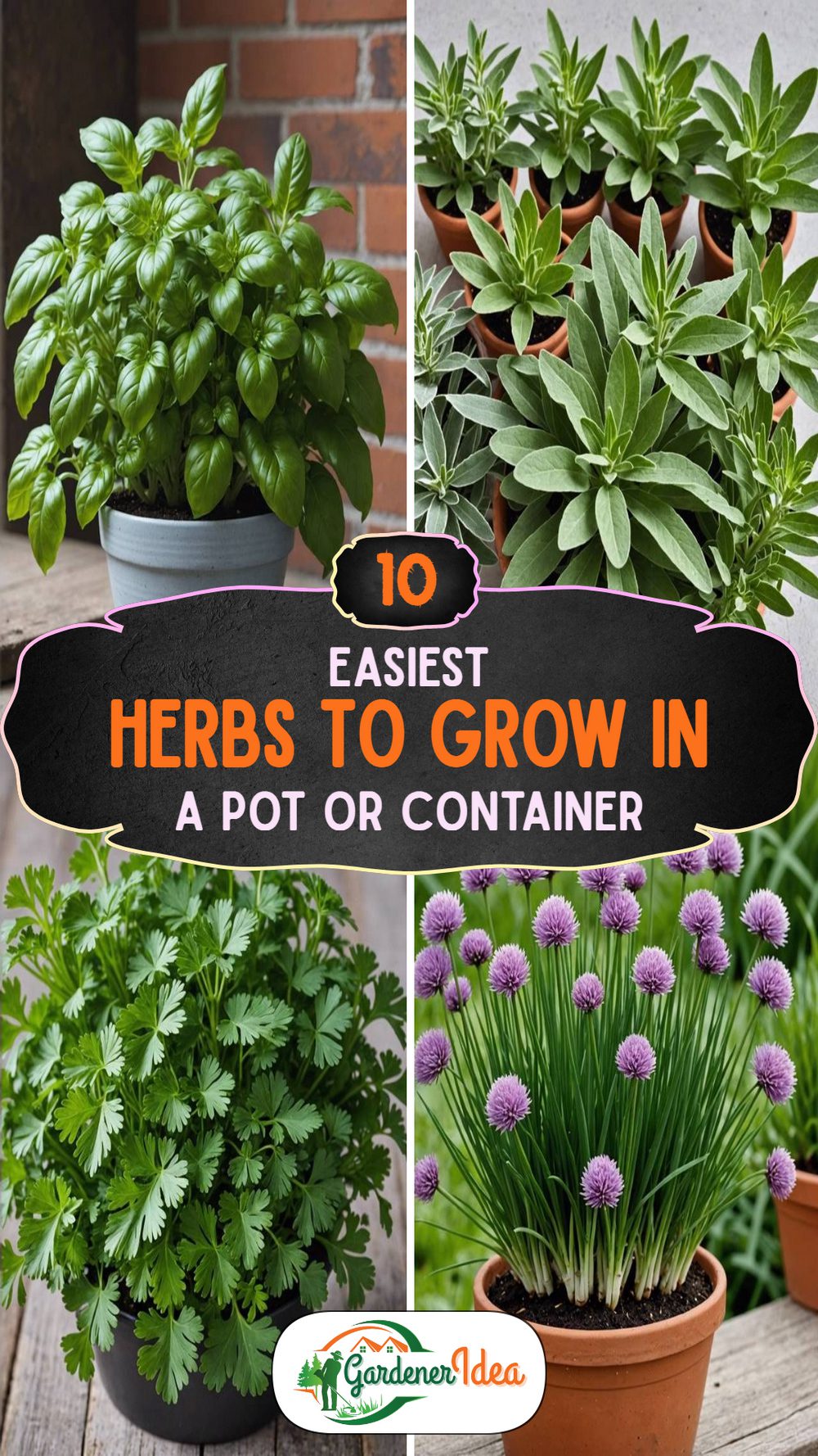10 Easiest Herbs to Grow in a Container Garden