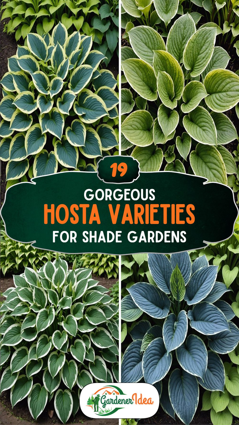 19 Hosta Varieties for Shade Gardens That Thrive
