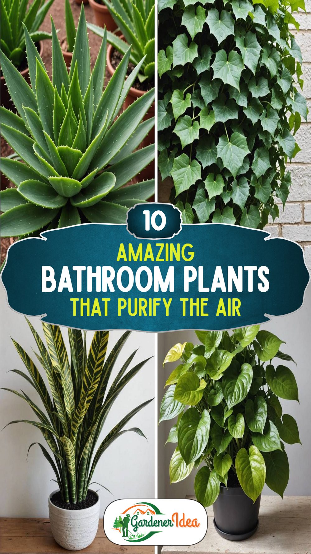 10 Bathroom Plants That Purify the Air Naturally