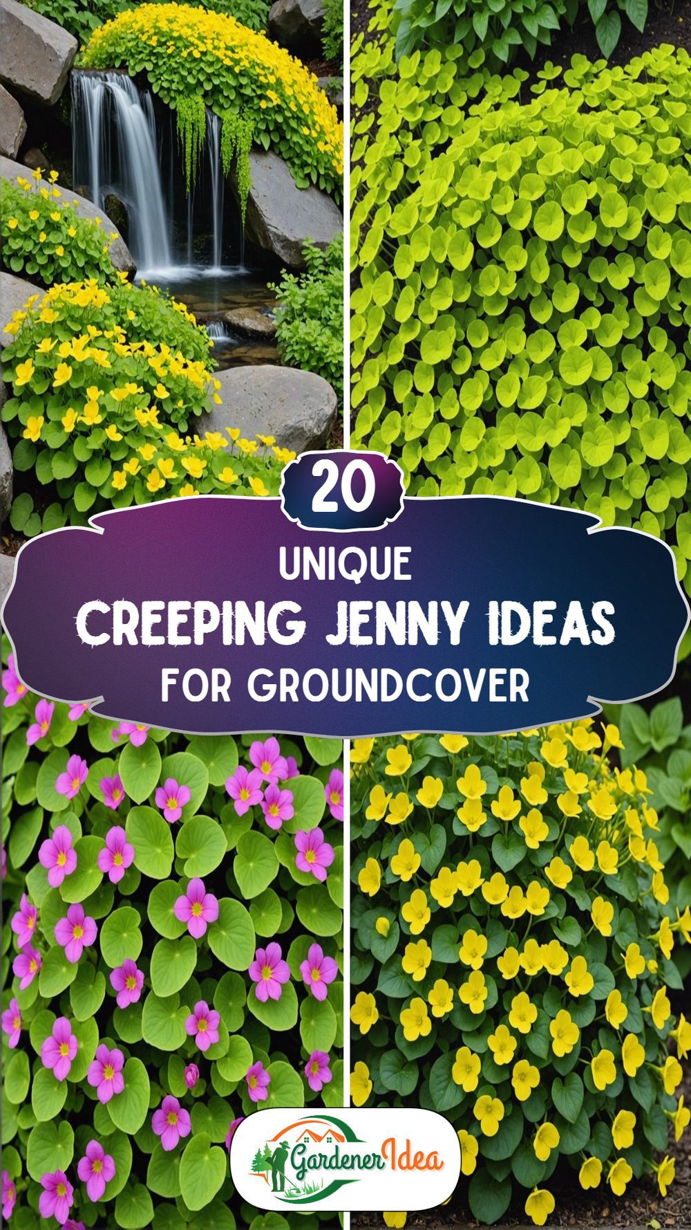 20 Creeping Jenny Ideas for Groundcover Lovers