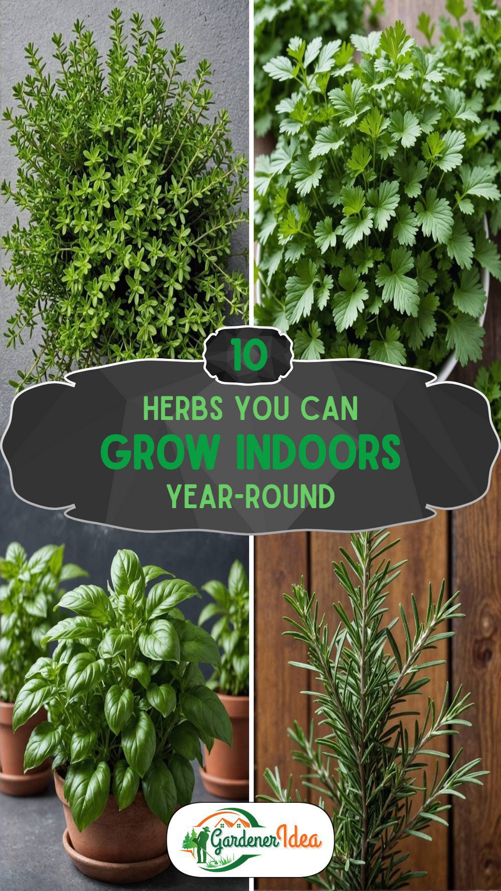 10 Herbs Indoors You Can Grow All Year Long