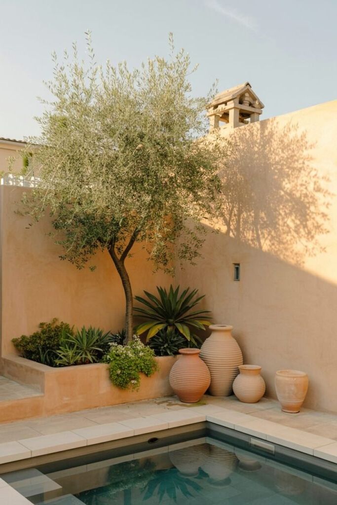 6. Terra Cotta Pots and an Olive Tree