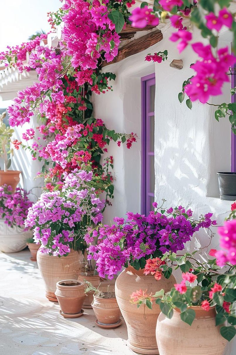 14. Bougainvillea Pots in Bold Color - photo 2